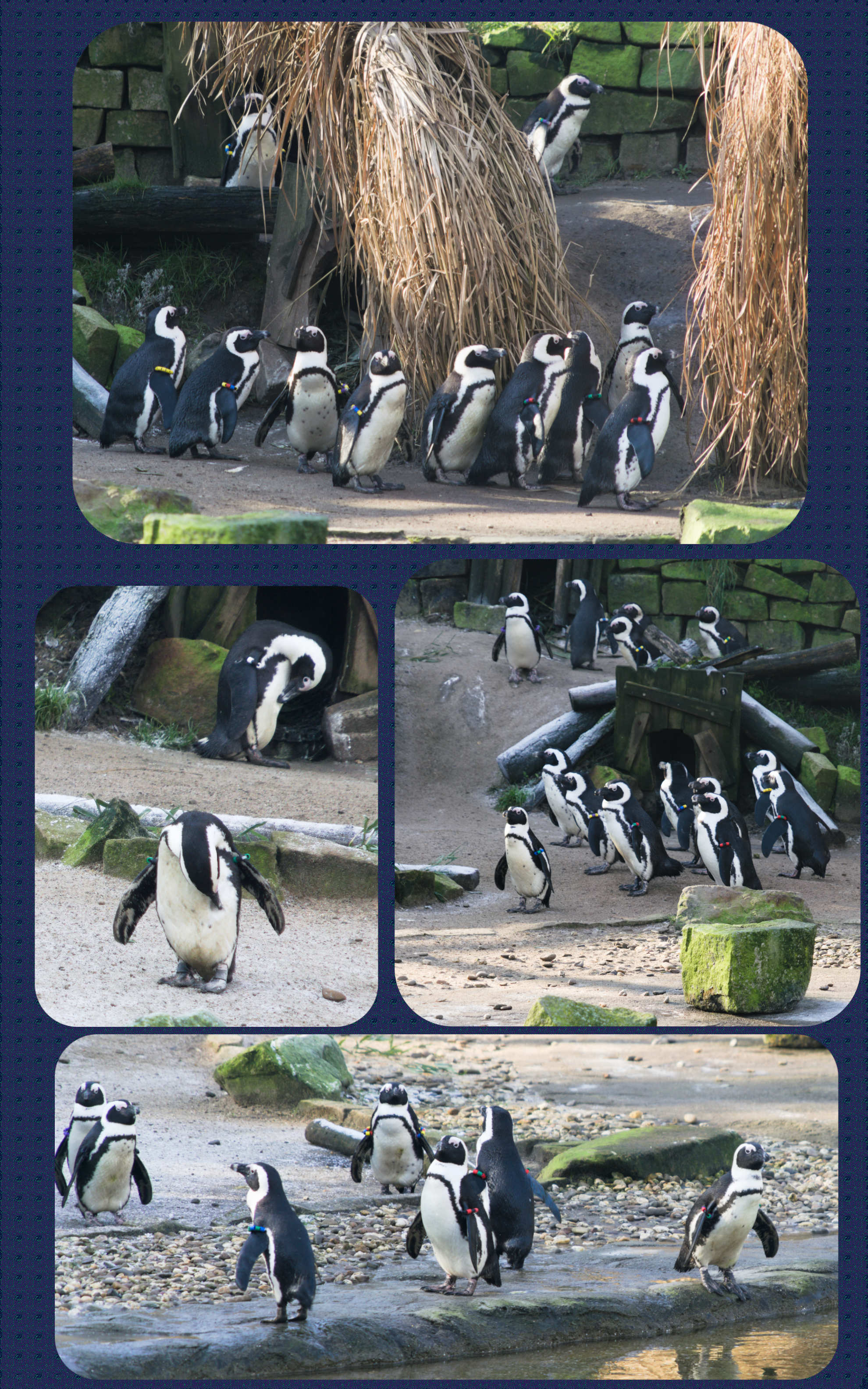 ZOOM Erlebniswelt Brillenpinguine